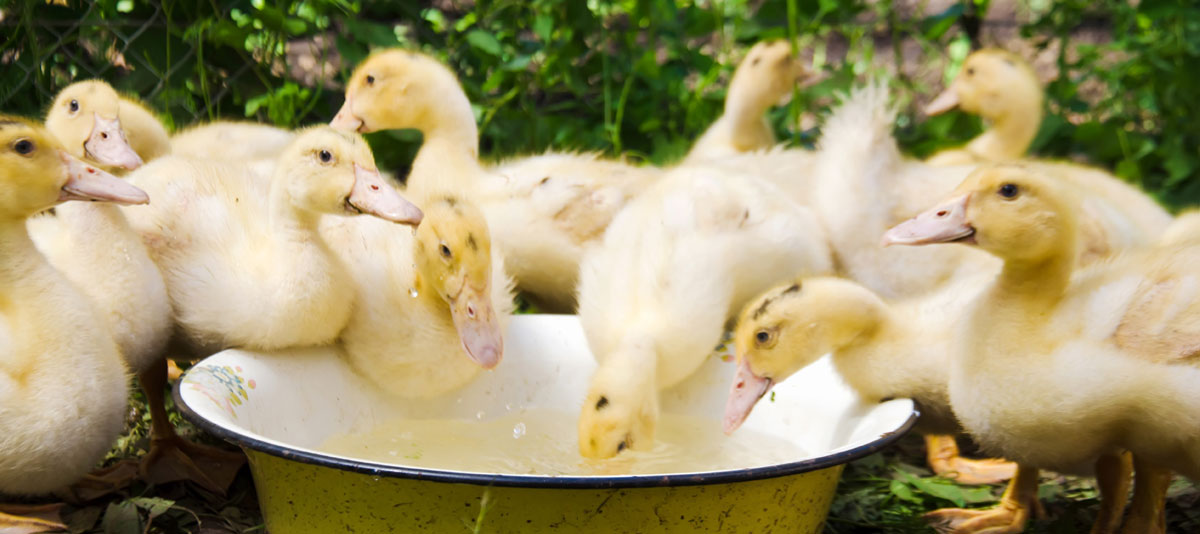 Tränkewasser Mikrobiologisch Foto AdobeStock natka80 Tränkewasser Mikrobiologisch Foto AdobeStock natka80